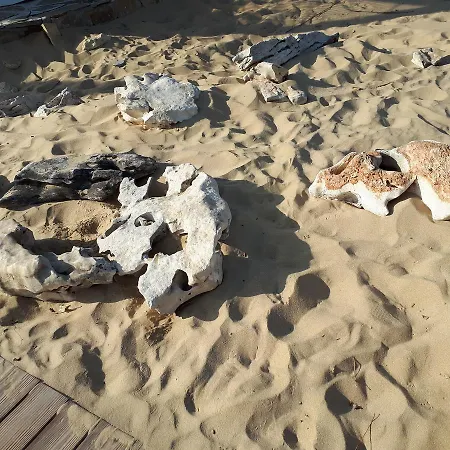 Abelia Regina Apartament