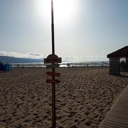 Abelia Regina * Slantschew brjag