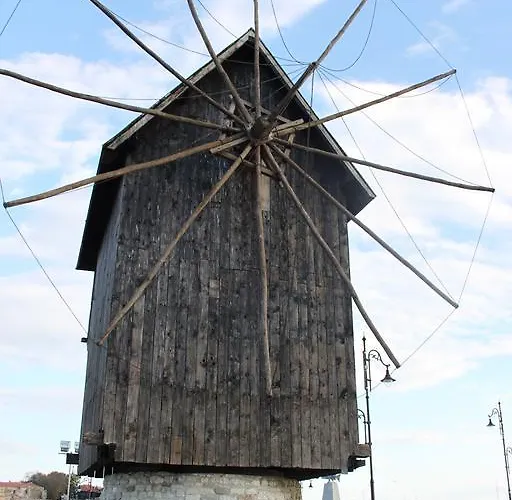 Abelia Regina Солнечный берег
