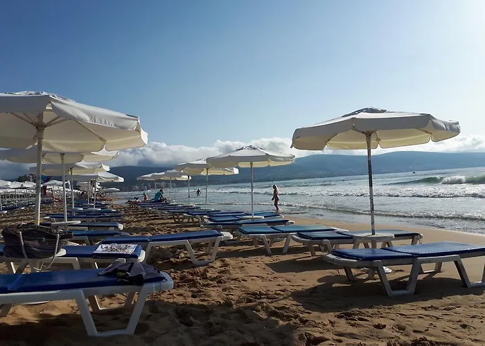 Abelia Regina Солнечный берег